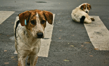 HDH Lab’dan Bilgi Notu: Avrupa’da Sokak Hayvanları